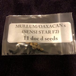*FREEBIE LISTING* Mullumimby Madness/Oaxacan x (Sensi Star f2)