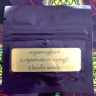 Orgasmaghani <br> (Orgasmatron x Old Mother Ghani)