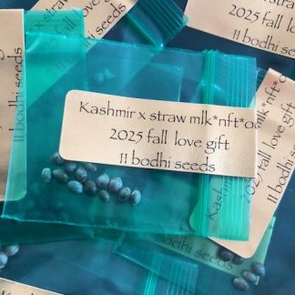*Freebie Listing* Kashmir x Strawberry Milk