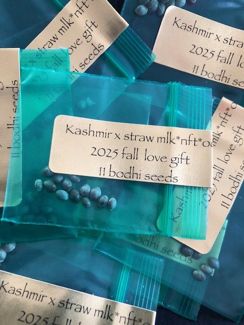 *Freebie Listing* Kashmir x Strawberry Milk
