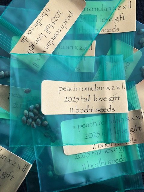 *Freebie Listing* Peach Romulan x (Zkittlez x Lavender Lemonade)