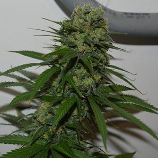 Model Cement <br> (Hippy Slayer PJ's cut x Durban IBL)