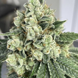 Nitrous <br> (Motorbreath x Black Magic)