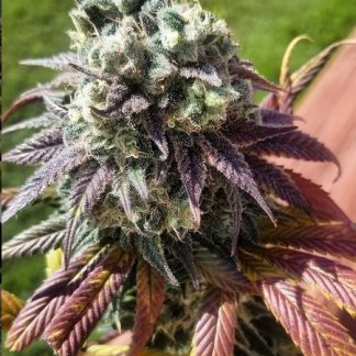 Sunshine Biscuits <br> Cherry AK47 x Chemdog91 bx3