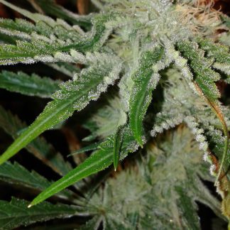 Strawberry Cream F2 <br> (Strawberry Bubba x Starfighter)