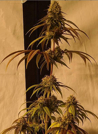 Skittles Vibes <br> (Island Vibes x Sour Skittles) - Image 2