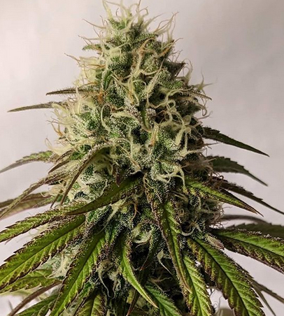 Skittles Vibes <br> (Island Vibes x Sour Skittles) - Image 3