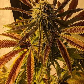 Skittles Vibes <br> (Island Vibes x Sour Skittles)