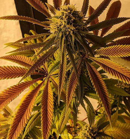 Skittles Vibes <br> (Island Vibes x Sour Skittles)