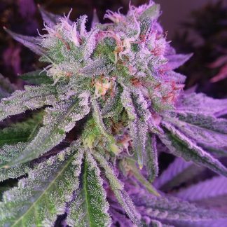 Street Outlaw F3 <br> Instant Cookies [clone only] X Starfighter F3 now at F3