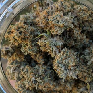 Sour Skittles S1 <br> ((Famine x SFZ) X (Famine x SFZ))