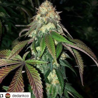 Sweet Chem (Zkittles X Chemdog 91 Bx3 Male)