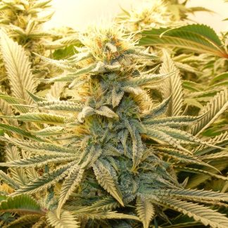 Grass Monkey <br> (Jack Herer x Starfighter Igor F3)