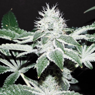 GrassFire OG <br> (White Fire OG x Jack Herer/ Starfighter f3)