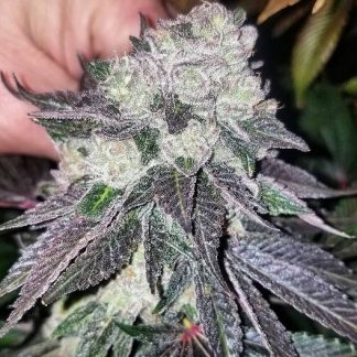 Zephyr <br> Royal Apple x Chemdog91 bx3