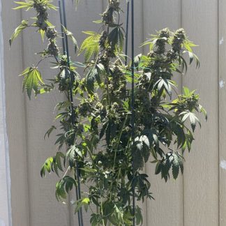 Zombie Ranger <br> (Santa Cruz Wedding Cake x Black Magic f2)