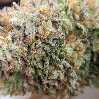 Superdawg <br> (Stardawg x Black Magic f3)