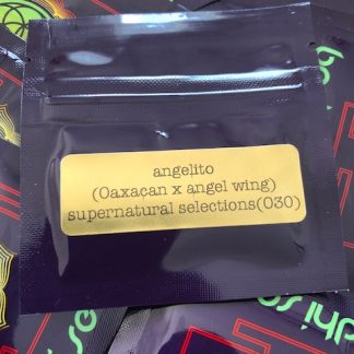 Angelito <br> (Oaxacan x Angel Wing Afghani)