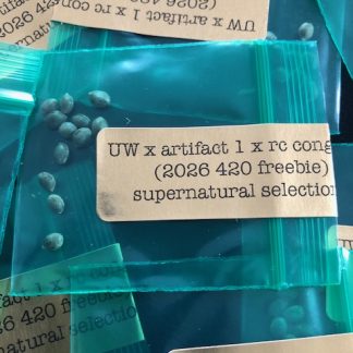 *Freebie Listing* UW x Artifact 1 Afghani x RC Congo