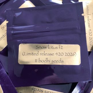 Snowlotus F2 (Snowlotus F1 x Snowlotus F1)