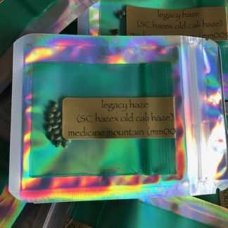 Legacy haze <br> (sc haze x old cali haze) Medicine Mountain release number 009