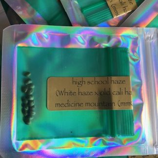 High school haze <br> (white haze x old cali haze) Medicine Mountain release number 010