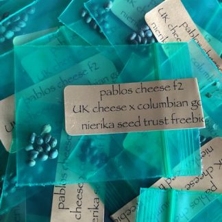 *Freebie Listing*  Pablo's Cheese F2 <br> (UK Cheese x Colombian) x (UK Cheese x Colombian)