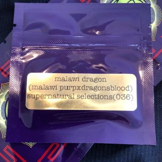 Malawi Dragon (Malawi Gold Purple Pheno x Dragons Blood f1)  Supernatural Selections 036