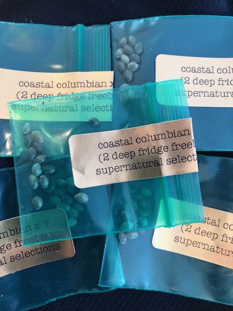 *Freebie Listing* Coastal Colombian x ?