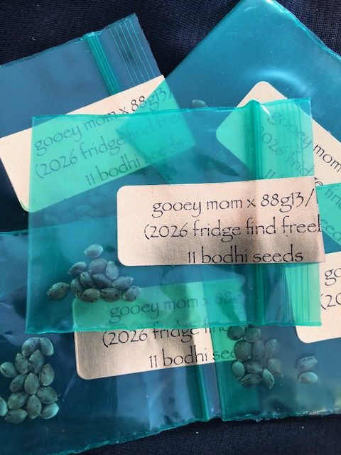 *Freebie Listing*  Gooey Mom x 1988 G13 Hashplant