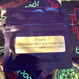 Popolo <br> (Hawaiian Sativa x Congo Bx)